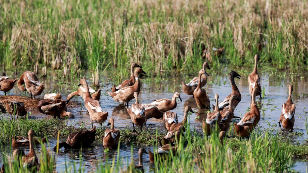 El innovador modelo Arroz-Pato: agricultura sostenible que multiplica beneficios