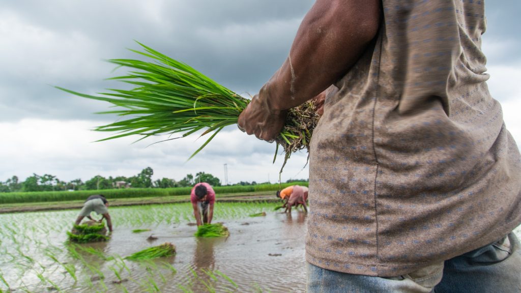 Principales provincias productoras de arroz en Ecuador