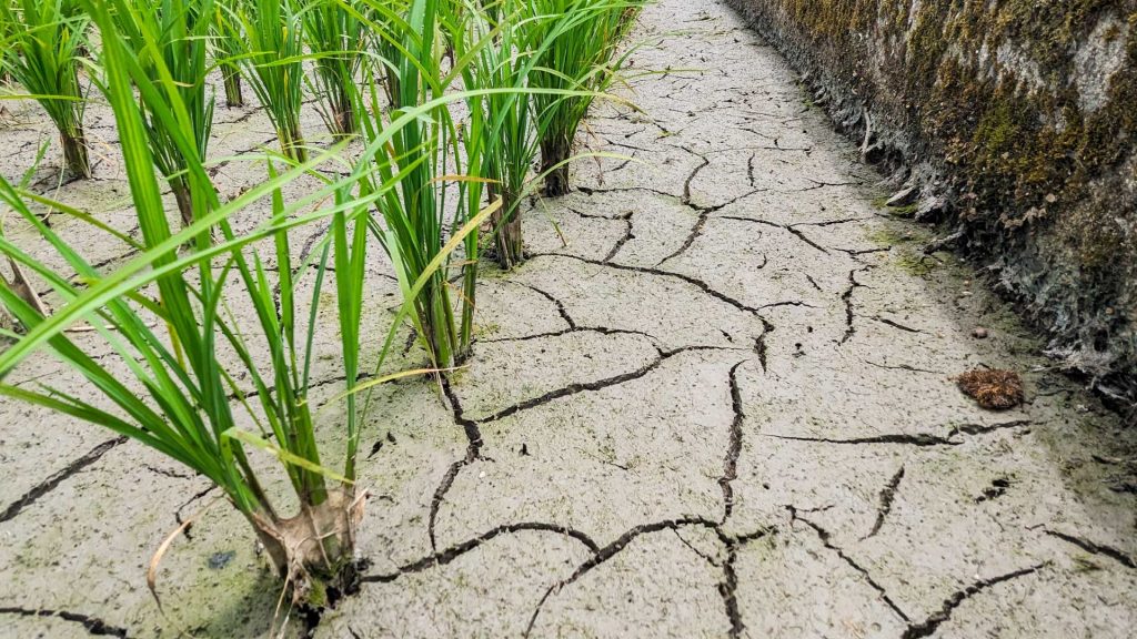 La crisis energética y climática amenaza la cosecha de arroz en Ecuador