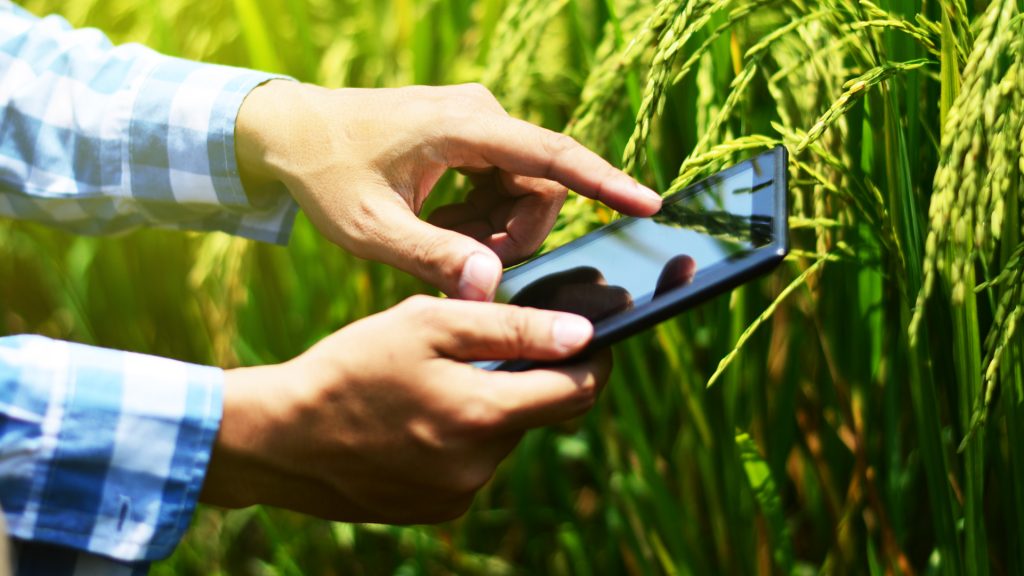 Descubre cómo las tecnologías emergentes están revolucionando la producción de arroz, incrementando su rendimiento y sostenibilidad.