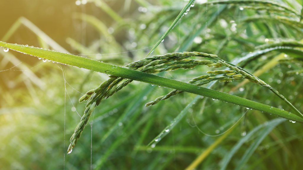 cubre cómo el Sistema Intensivo de Cultivo de Arroz (SICA) mejora la productividad y sostenibilidad del arroz en América Latina frente al cambio climático.